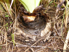 Ledebouria floribunda