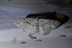 Zermizinga indocilisaria