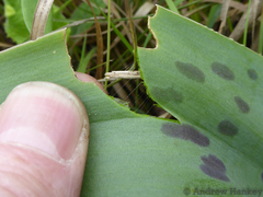 Ledebouria floribunda
