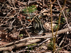 Thamnophis sirtalis