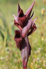 Serapias orientalis orientalis