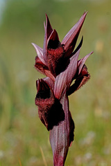 Serapias orientalis orientalis