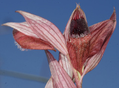 Serapias orientalis orientalis