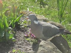 Columba palumbus