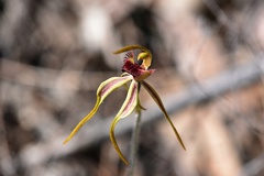 Caladenia longiclavata