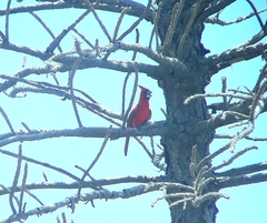 Cardinalis phoeniceus