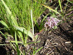 Ledebouria floribunda