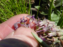 Ledebouria floribunda