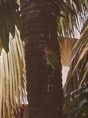 Psilopogon viridis