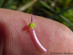 Ledebouria floribunda
