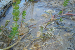 Helosciadium repens