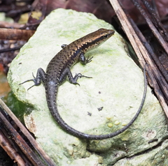 Emoia atrocostata