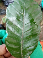 Brachylaena discolor