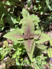 Monarda bradburiana
