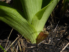 Ledebouria floribunda