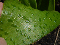 Ledebouria floribunda