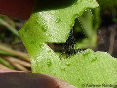 Ledebouria floribunda