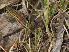 Ophisops elegans macrodactylus