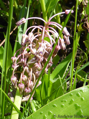 Ledebouria floribunda