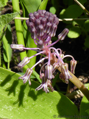 Ledebouria floribunda
