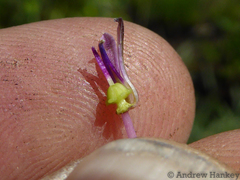 Ledebouria floribunda