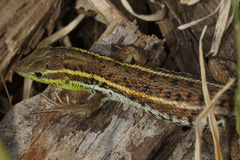 Ophisops elegans macrodactylus
