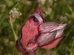 Serapias orientalis orientalis