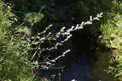 Campanula lyrata