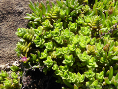 Crassula obovata