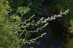 Campanula lyrata