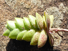 Crassula obovata