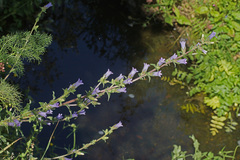 Campanula lyrata