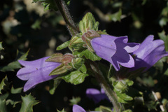 Campanula lyrata