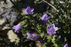 Campanula lyrata