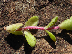 Crassula obovata