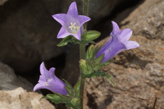 Campanula lyrata