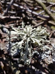 Ramalina fraxinea