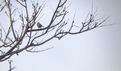 Cyanistes caeruleus