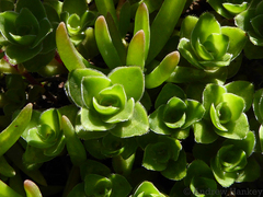 Crassula obovata
