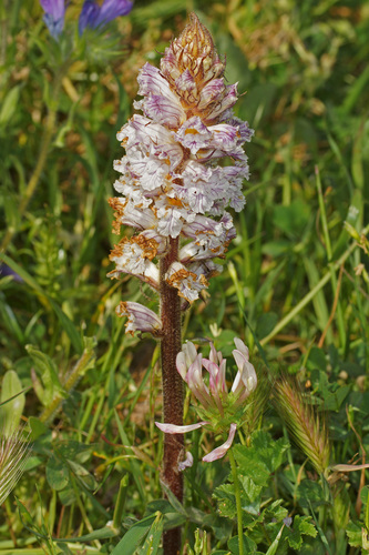 Bean Broomrape