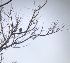 Cyanistes caeruleus