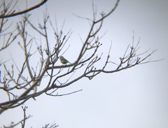 Cyanistes caeruleus
