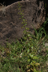 Scrophularia peregrina