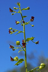 Scrophularia peregrina