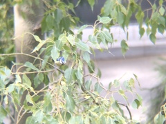 Cyanistes caeruleus