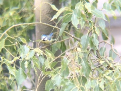 Cyanistes caeruleus