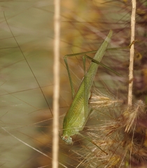 Phaneroptera sparsa