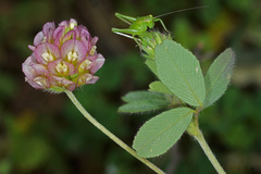 Trifolium grandiflorum