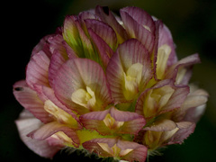 Trifolium grandiflorum