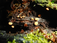 Hymenoscyphus javanicus